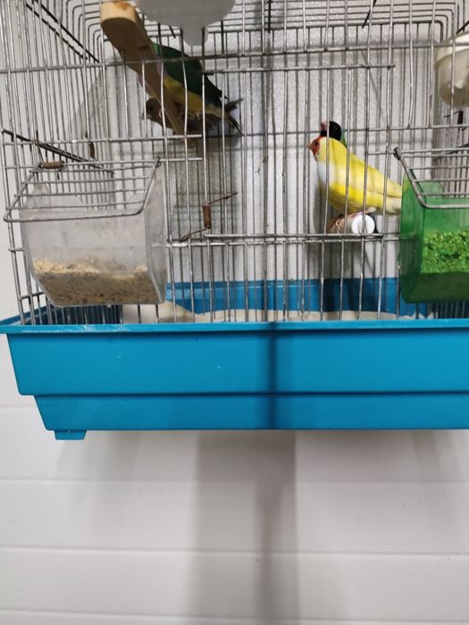 Vendem se diamantes gould