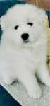 Samoyed samojed zkwp fci samiec piesek po championie