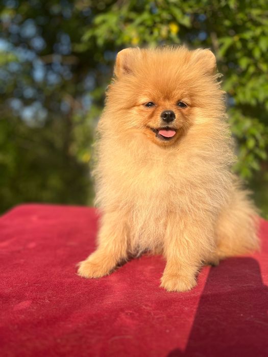 Мальчик померанского шпица