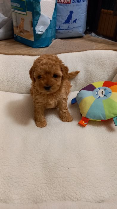 Śliczna suczka Pudel Toy Red