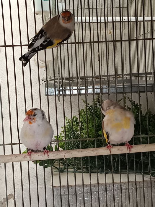 Vendo majores deste ano