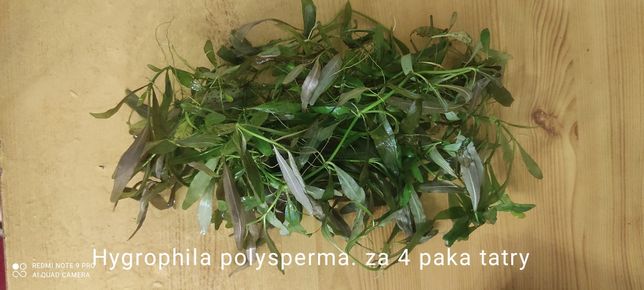 Roślina hygrophilia polysperma