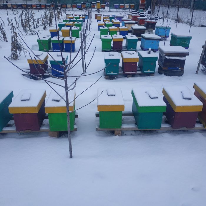 вулик з пінополістеролу на 6 рамок може бути як нуклеус  та ловушка)))