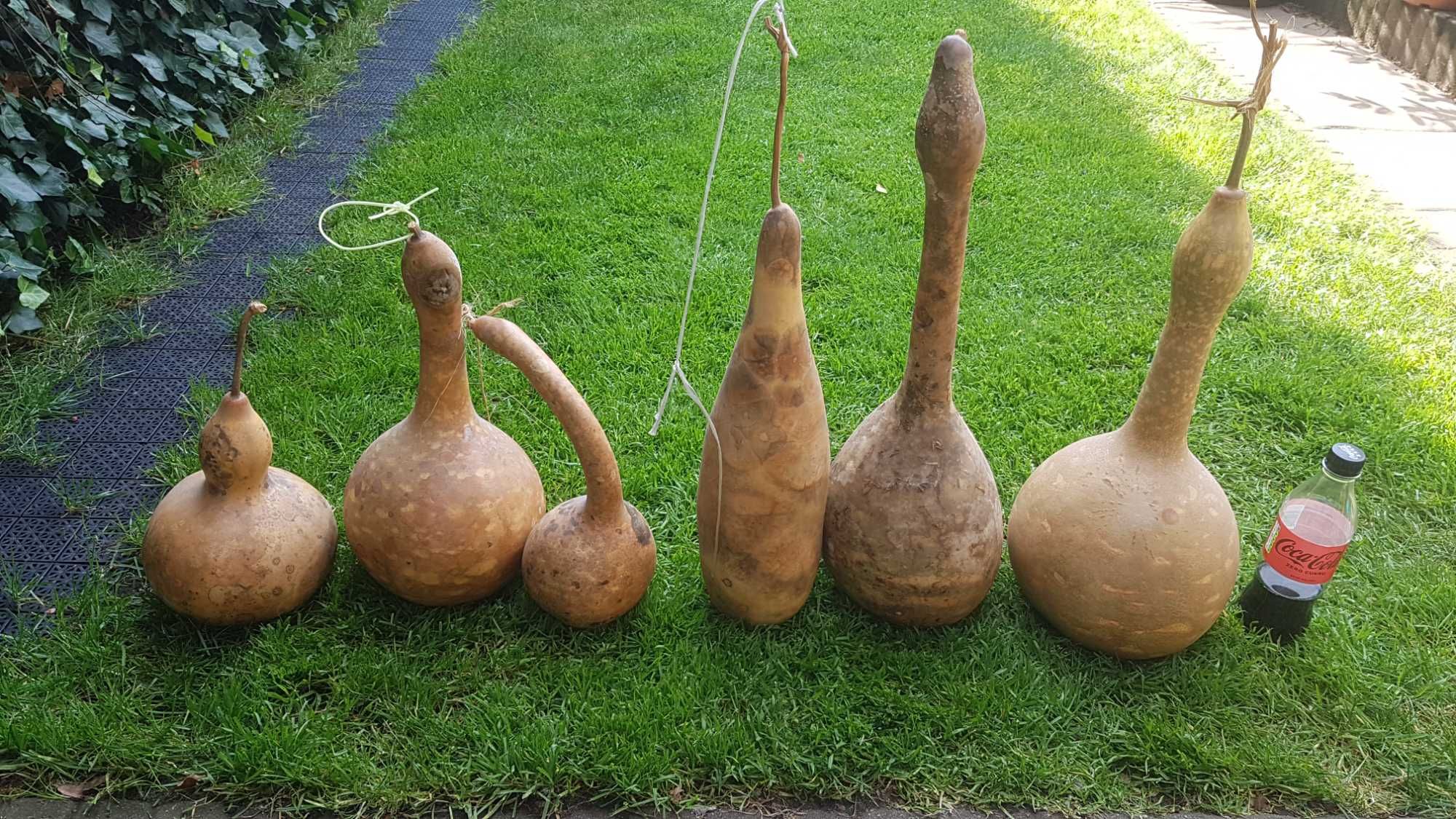 Duże tykwy, tykwa, calabash