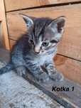 Kotki do oddania