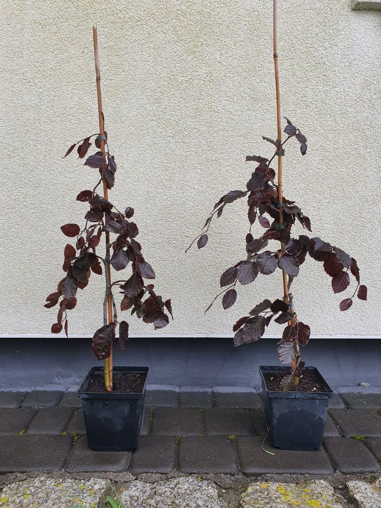 Buk tricolor  purple fountain fagus sylvatica