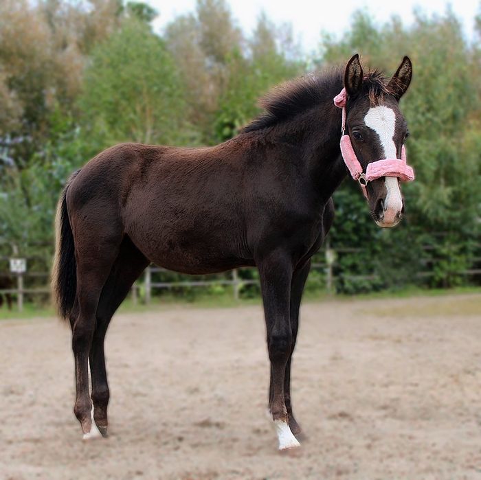 Fly To The Blue  3/4  klacz american paint horse quarter horse