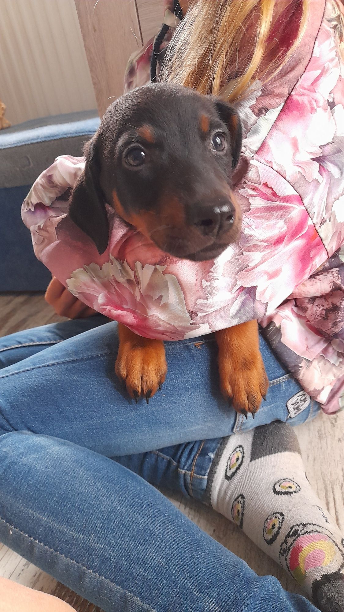 Doberman szczeniak rezerwacja