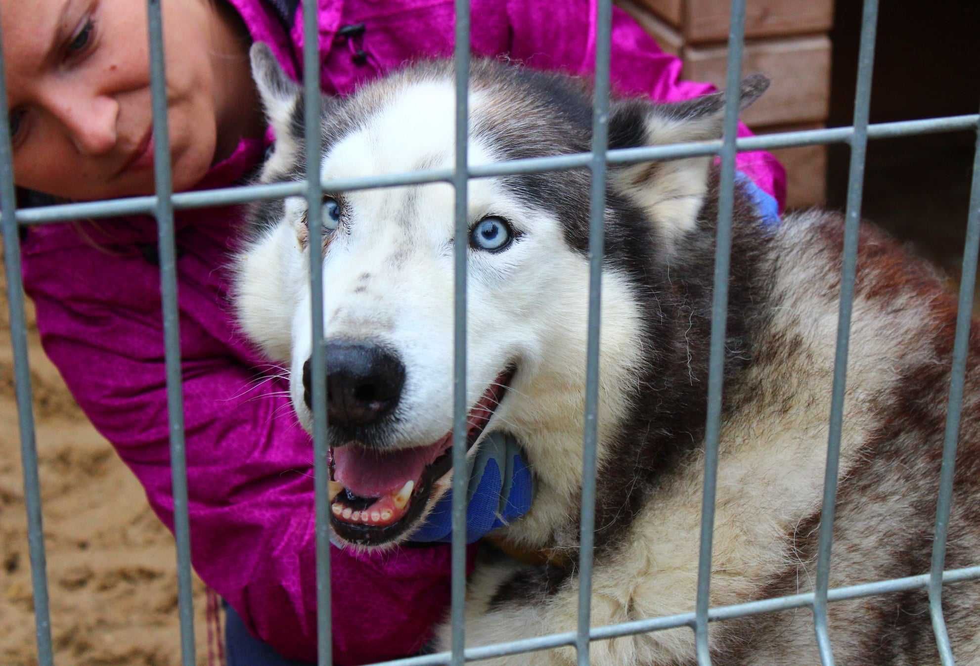 Witek - w typie Siberian husky; lubi kontakt z człowiekiem