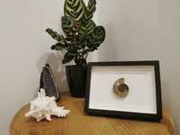 Quadro com Ammonite real