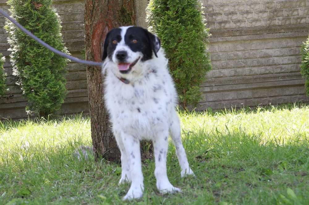 104615 Ludwik do adopcji