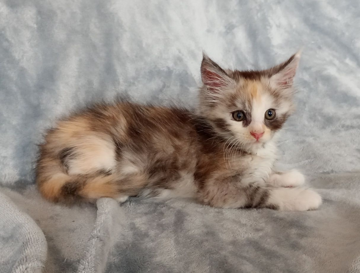 Kotka Maine coon