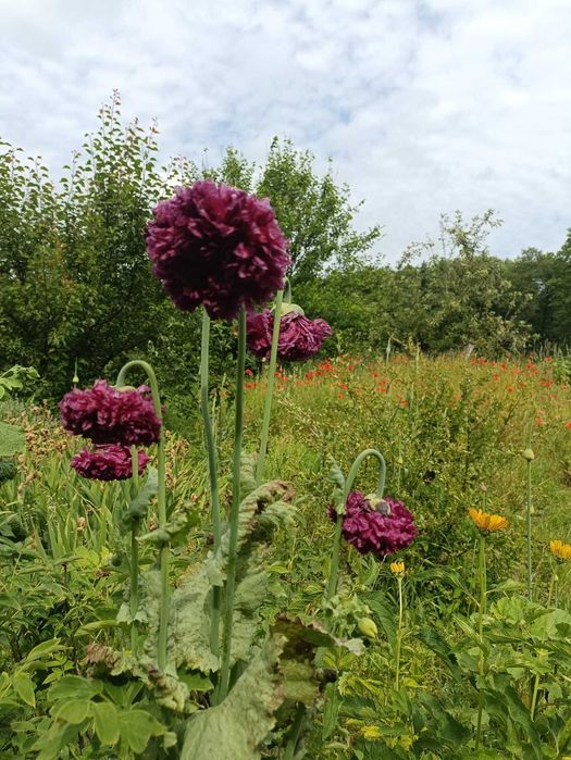 насіння садового маку піоновидного семена папавера асорті.
