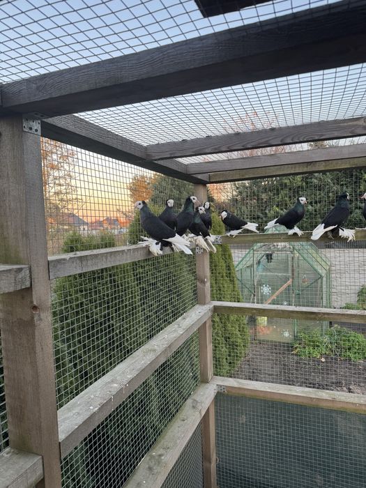 Sprzedam/Zamienię Mnichy Południowoniemieckie