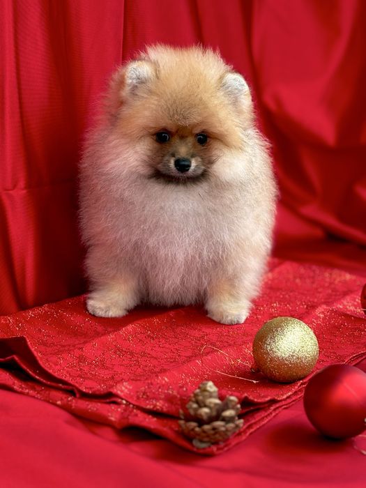 Słodkie Pomeranian - chłopiec i dziewczynka w pięknym kolorze