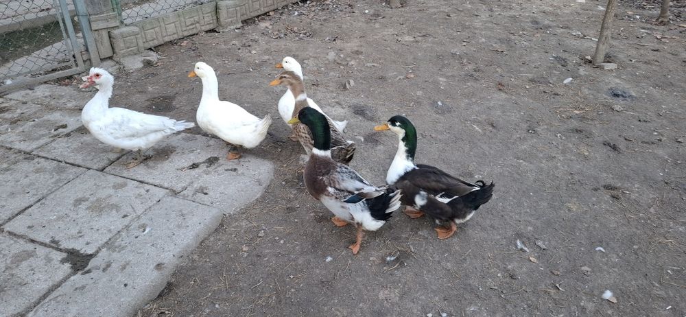 Kaczki staropolskie