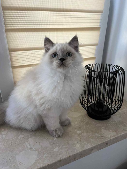 Kotki brytyjskie koty kociaki kocięta brytyjskie brytyjczyki