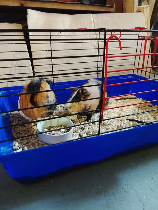 Świnki morskie + klatka