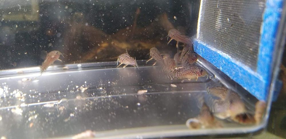 Kirys, kirysek corydoras sterbai, sterbi