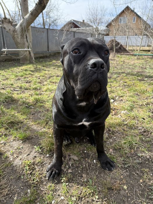 Пес породи Кане корсу самець вʼязка