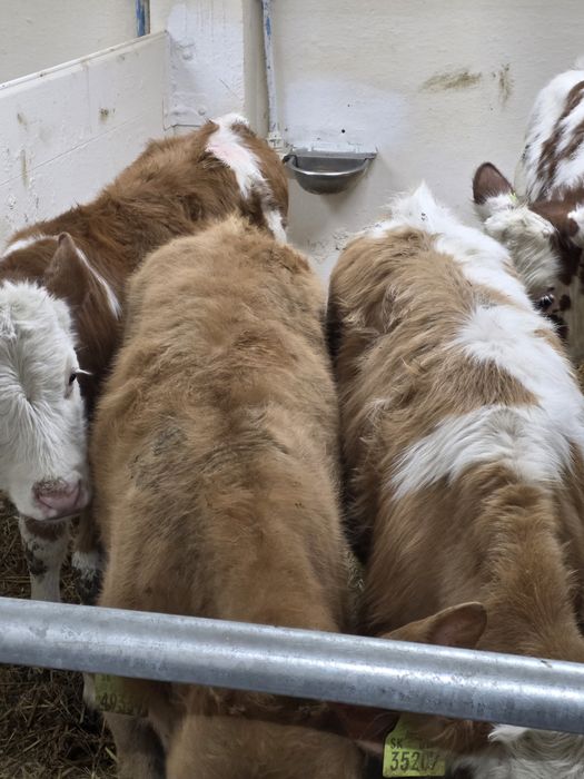 Byczki 8 sztuk simentale 120 kg