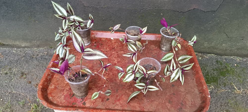 Хлорофітум, традиції, драцена, монстера Манкі