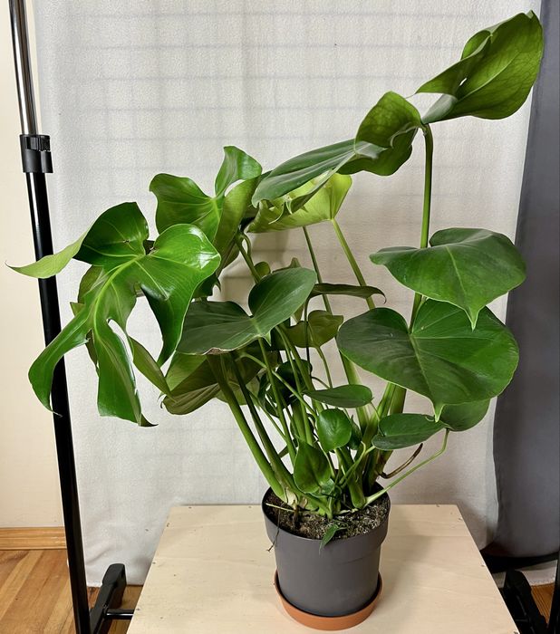 Monstera dziurawa Monstera deliciosa  wysokość 70 cm