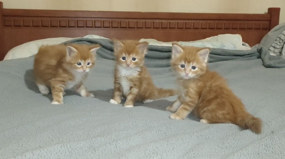 Котята разного возраста и окраса.