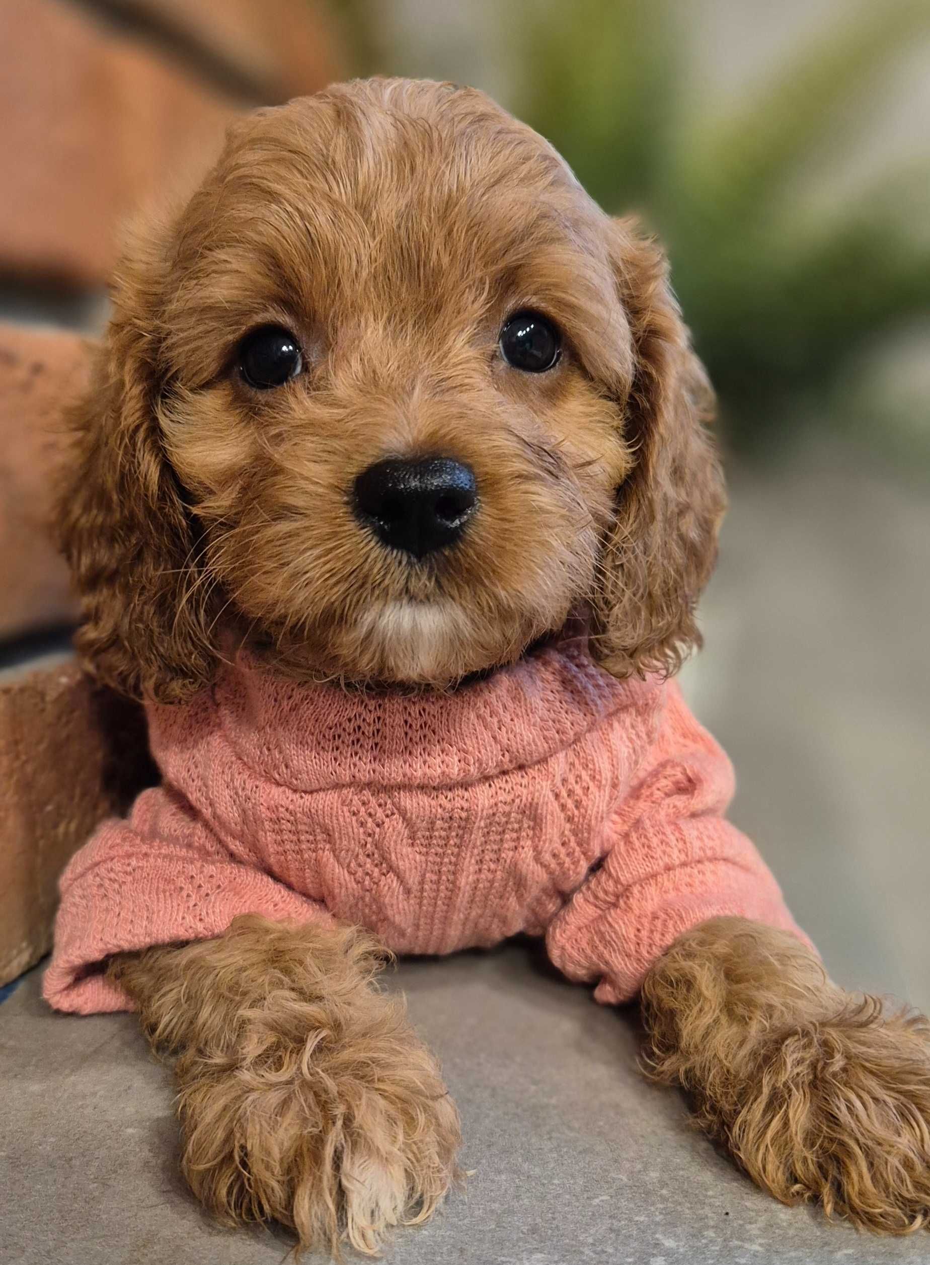 Cavapoo  ostatnia dziewczynka do odbioru