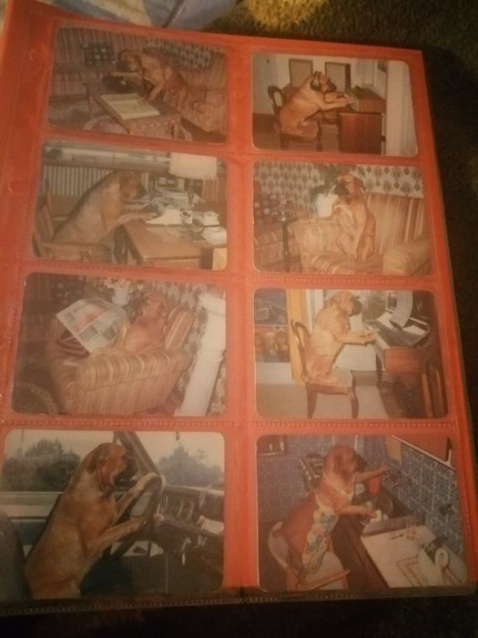 Calendários de bolso (1987) | Cão