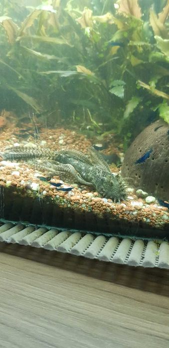 Krewetki Blue Velvet - ciemne - z własnej hodowli