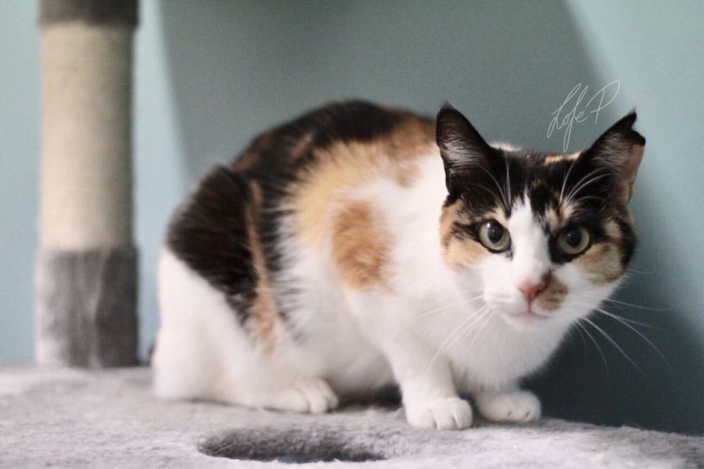 Kochana, niezwykle delikatna i spokojna Tonya PILNIE szuka domu!