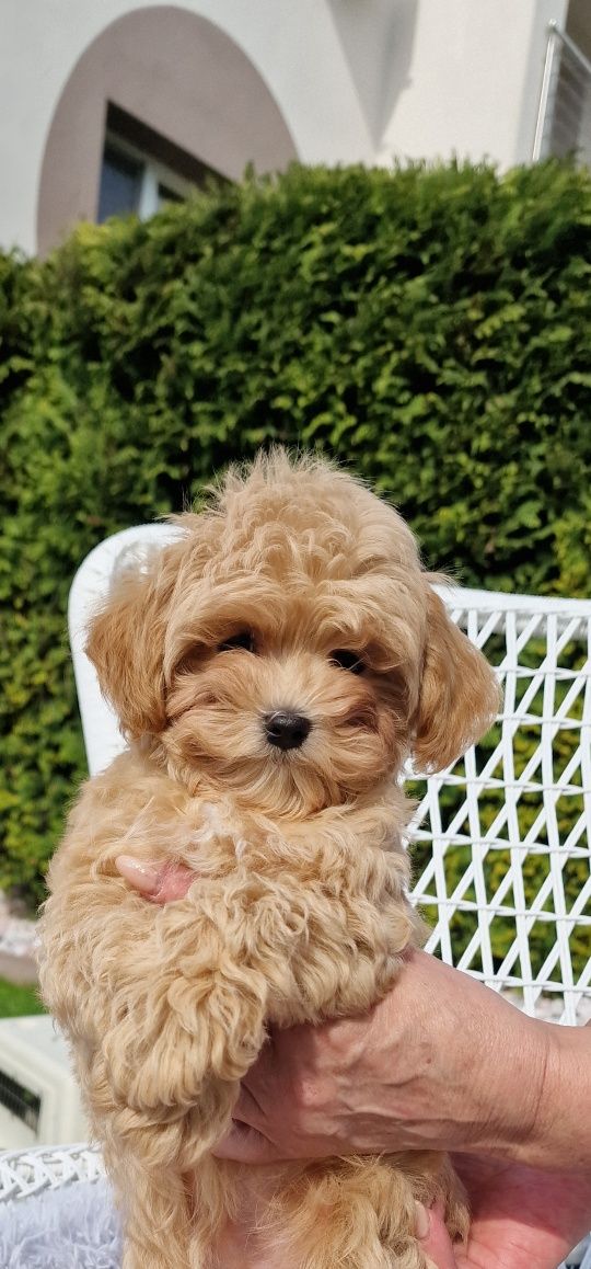 Unikatowo cudny maltipoo