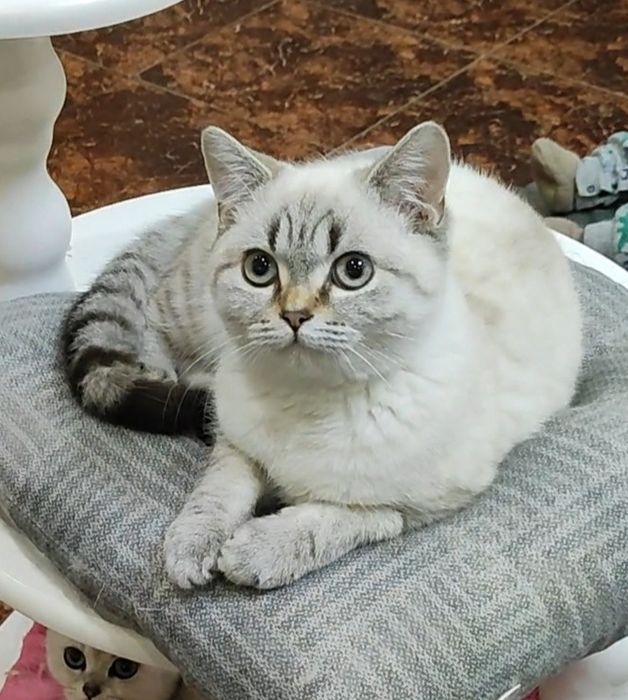 Мальчик шиншиллка поинт