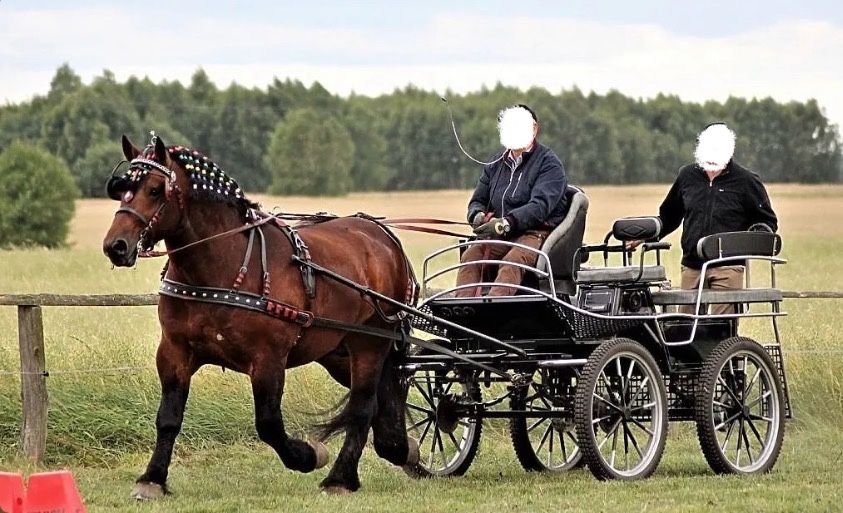 Sprzedam ogiera zimnokrwistego
