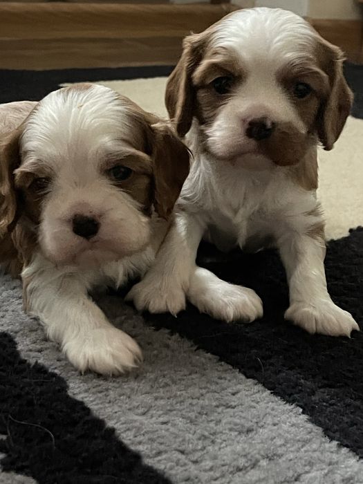 кинг-чарльз-спаниель