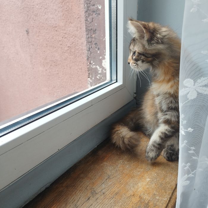 Kotka Maine Coon