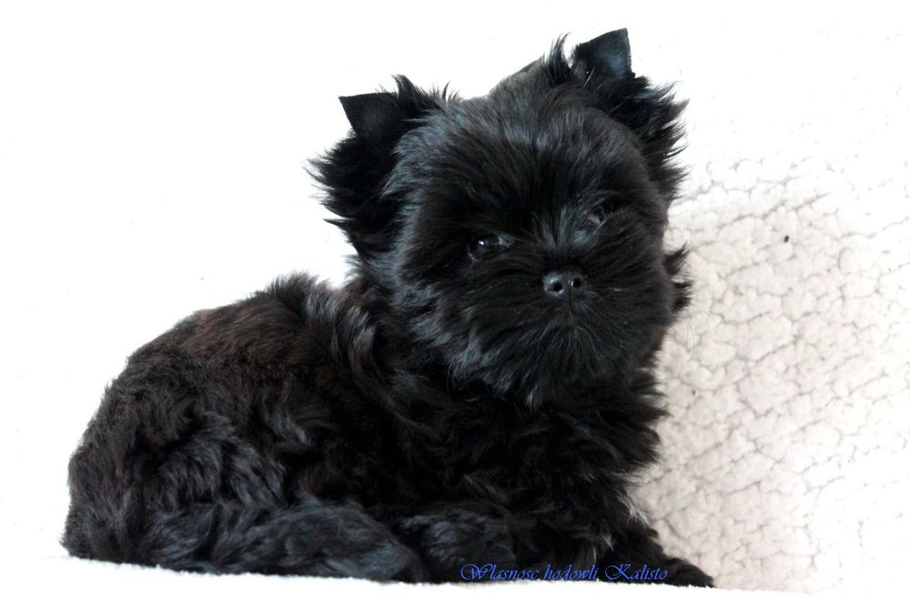 Black York Piesek Czarny