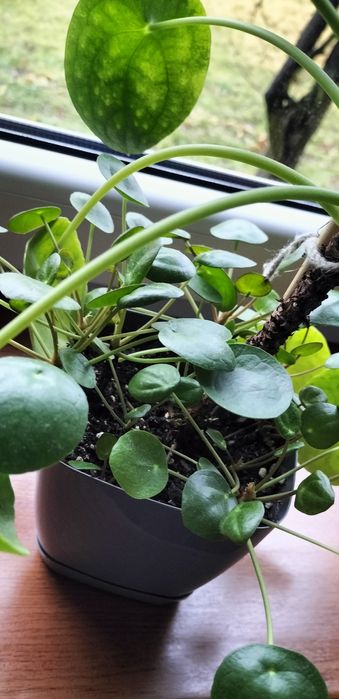 Pieniążek/pilea duży