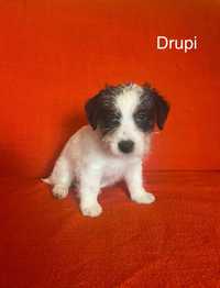 Piesek Jack Russell Terrier