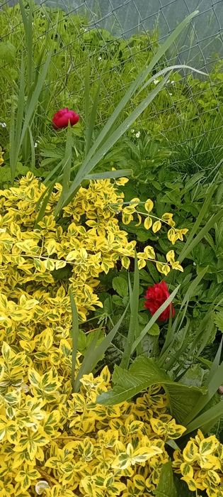 Trzmielina fortune'a, EMERALD GOLD