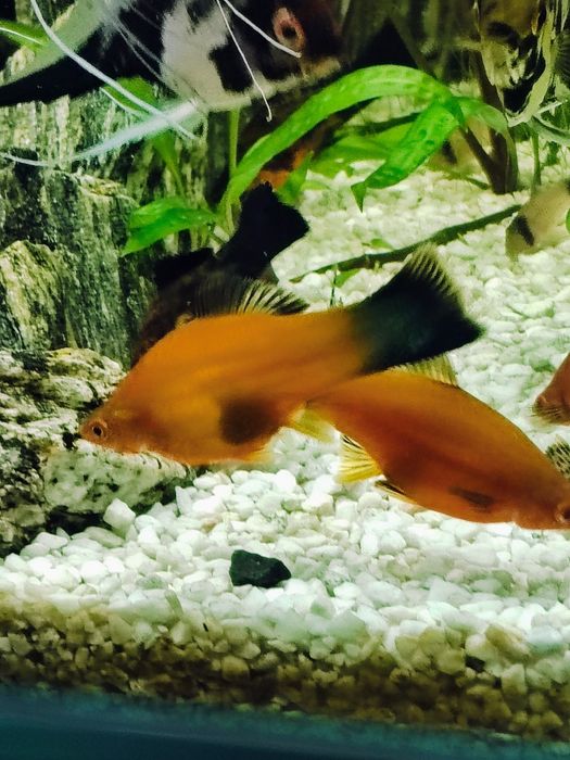 Duże Mieczyki parka do wyboru