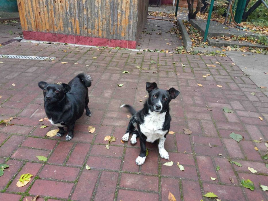 Стерилізована дівчинка маленької породи