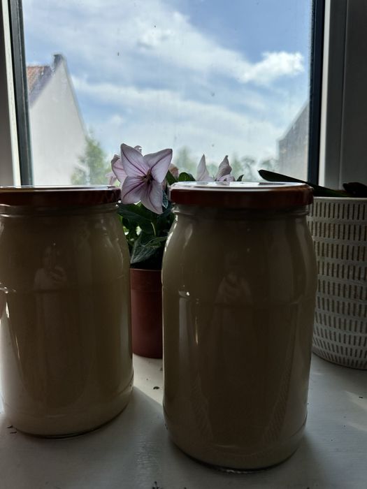 Miód rzepakowy tegoroczny z przydomowej psieki