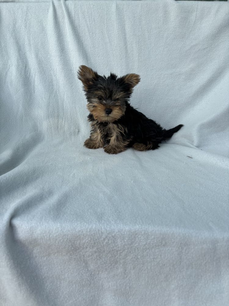 Yorkshire terrier miniatura macho