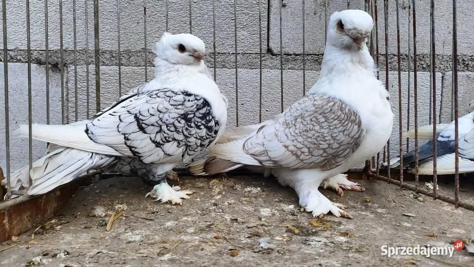 Gołębie pocztowe , ozdobne mewki