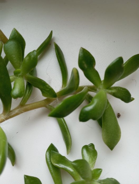 Кімнатна рослина Красула сукулент