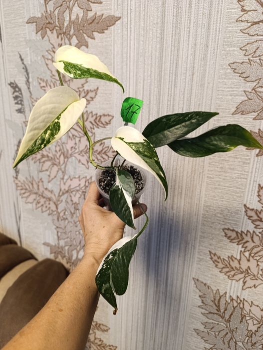 Филодендрон монстера Amydrium silver medium,Пінатум варієгатна, Білліт