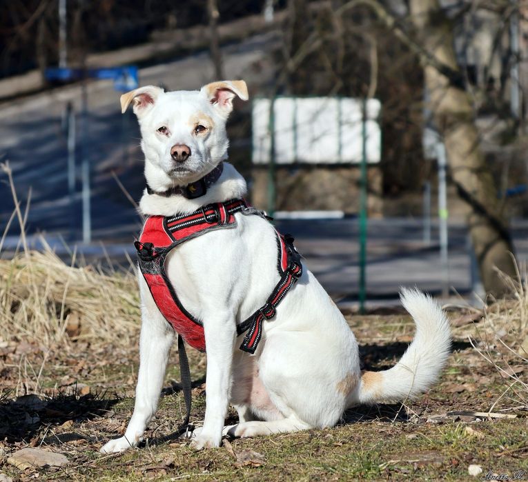 Becik – wierny towarzysz spacerów, gotowy do adopcji