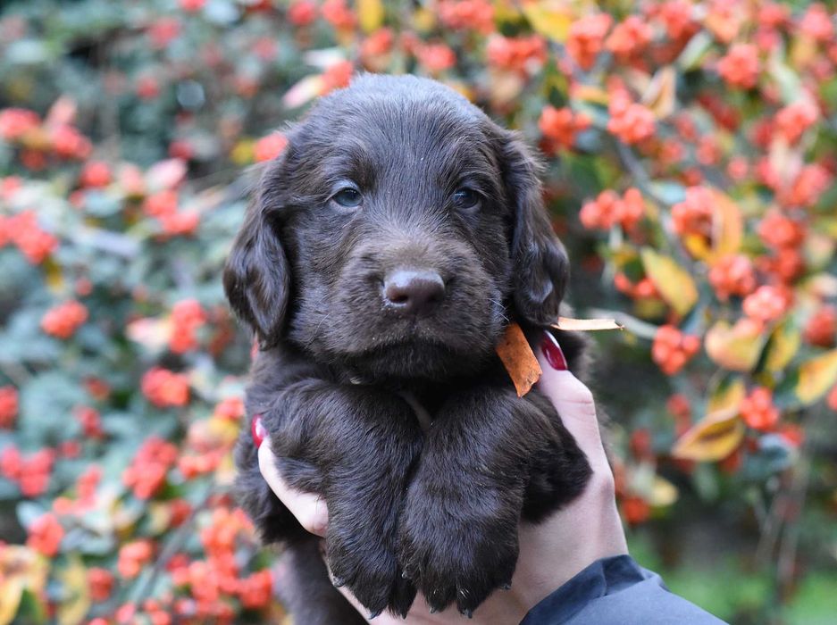 Flat Coated Retriever - wątrobiany chłopak  ZKwP/FCI